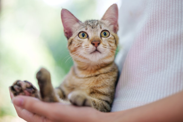 在这张剪短的照片中，公园里一只虎斑猫在一个十几岁的女孩主人手中感到安全，受到保护。图片下载