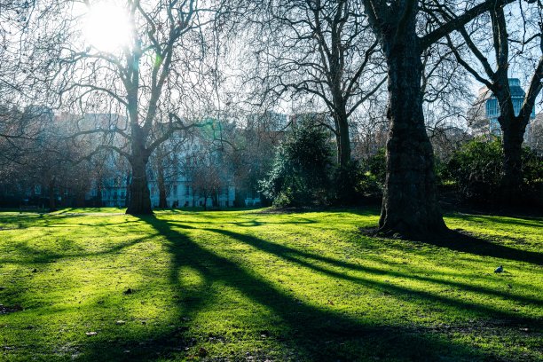 公园里的树图片下载