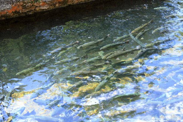 欧洲阿尔巴尼亚的鳟鱼养殖图片下载