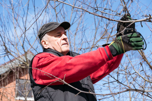 早春时节，一位穿着背心、戴着帽子、戴着园艺手套的老人在花园里修剪果树的树枝图片下载