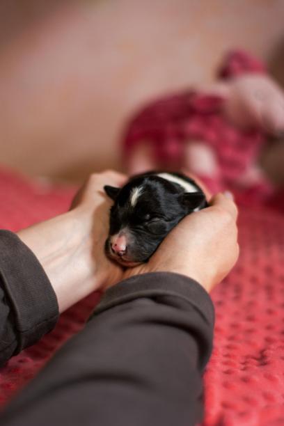 刚出生的博德柯利小狗躺在饲养员的手里，特写照片，背景模糊图片下载