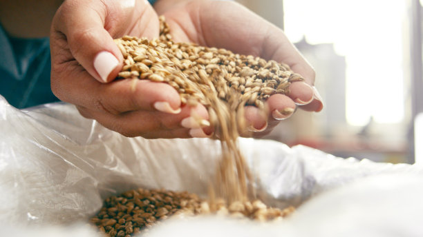 手倒金色麦芽的特写，这是酿造精酿啤酒的关键原料。这张照片捕捉了啤酒厂啤酒生产过程的第一步，注重细节和质量。图片下载