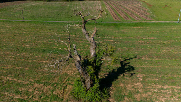 被忽视的君主:季节的空中视角图片下载