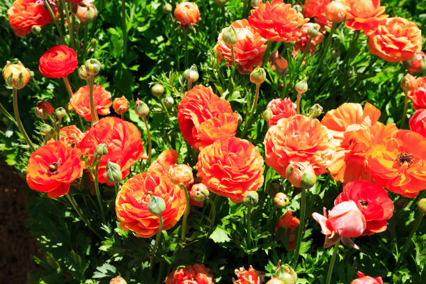 橙色毛茛图片下载