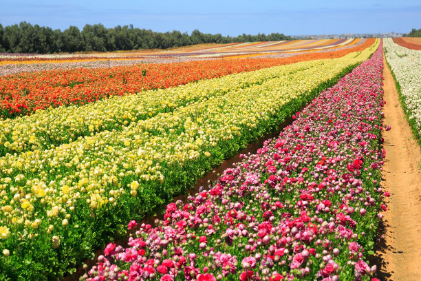 毛茛花田图片下载