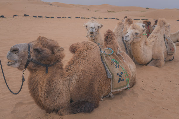在中国内蒙古戈壁沙漠中休息的骆驼队图片下载