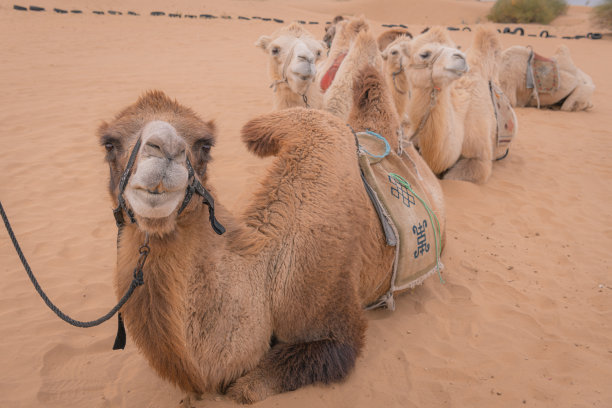 中国内蒙古沙漠中骆驼的特写肖像。图片下载