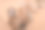 中国内蒙古沙漠中骆驼的特写肖像。图片下载