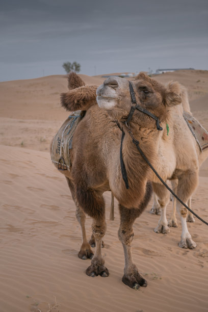在中国的内蒙古，日落时的沙漠骆驼，中国包头图片下载