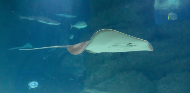 黄貂鱼在海里游泳。水下照片图片下载