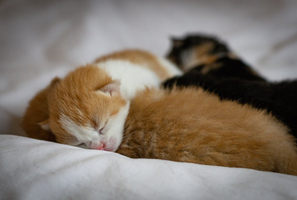 刚出生的小猫在箱子里的床上熟睡。图片下载