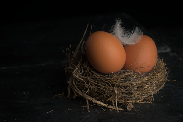用鸟蛋和羽毛筑巢图片下载