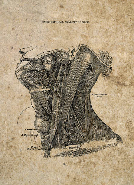 人体颈部的排版解剖，古典生物医学插图，维多利亚解剖图，19世纪。图片下载