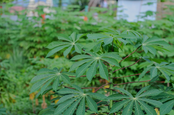 新鲜的红薯叶，自然的背景图片下载