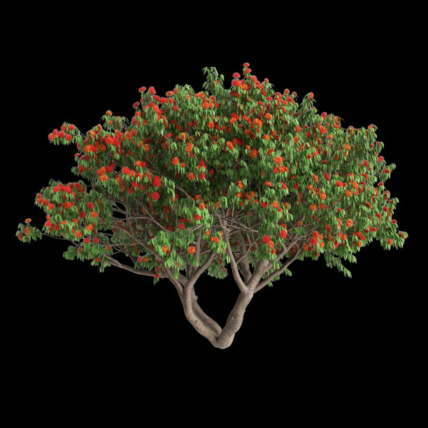 三维插图的Saraca asoca树孤立的黑色背景图片下载
