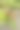 樱梅花转化为果实;果皮、胚珠、雄蕊、萼片的宏观照片;李属cerasifera图片下载