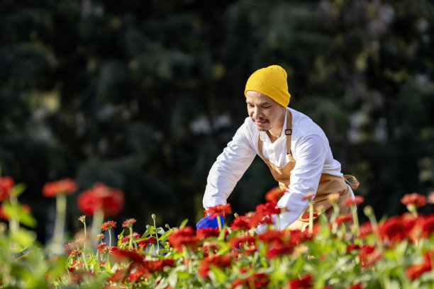 亚洲农民和花商正在农场工作，同时使用剪枝机在他的农场为农业产业的插花业务切割百日花图片下载