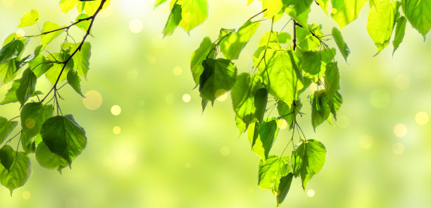 清新的绿色石灰树枝叶在春天孤立在抽象的阳光背景上，美丽的自然景色与散景灯，背光照片概念与复制空间图片下载