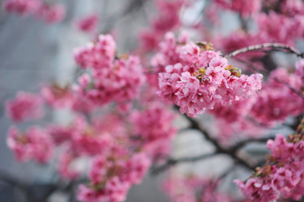在日本，许多粉红色的樱花在春天盛开，背景模糊图片下载