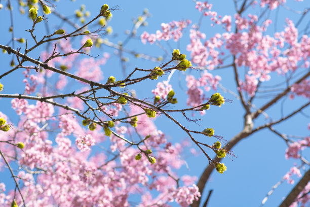 日本樱花盛开，复制空间春天背景图片图片下载