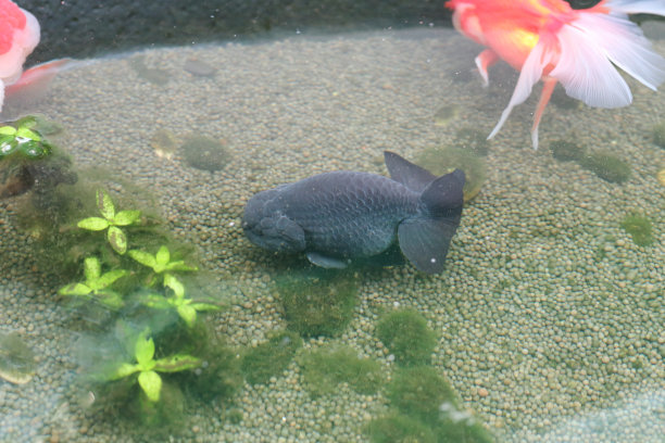 在水族鱼池里游泳的金鱼近景图片下载