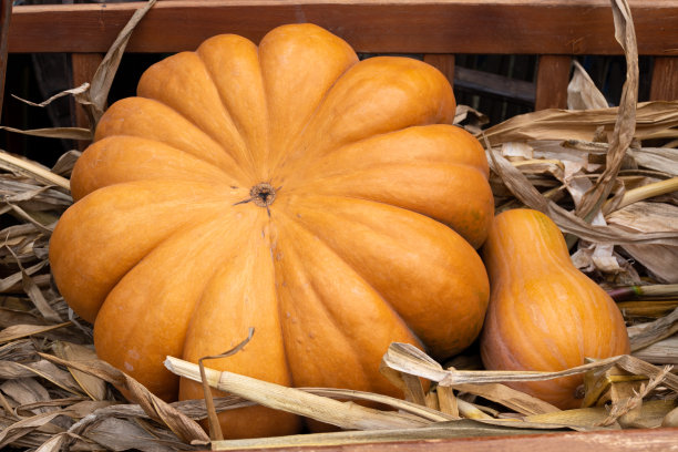 美丽的经典橙色南瓜放在干玉米植株的叶子上图片下载