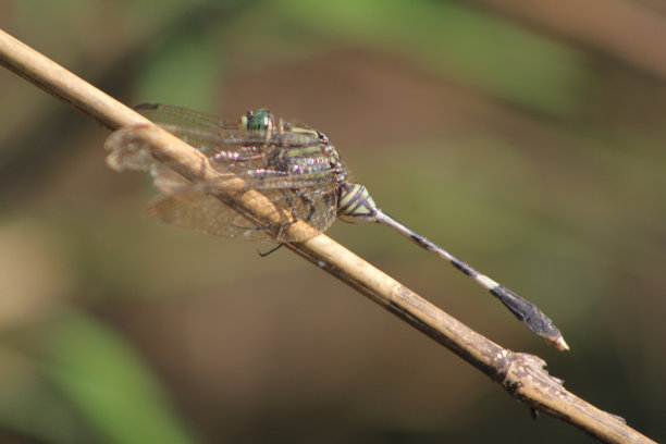 蜻蜓图片下载