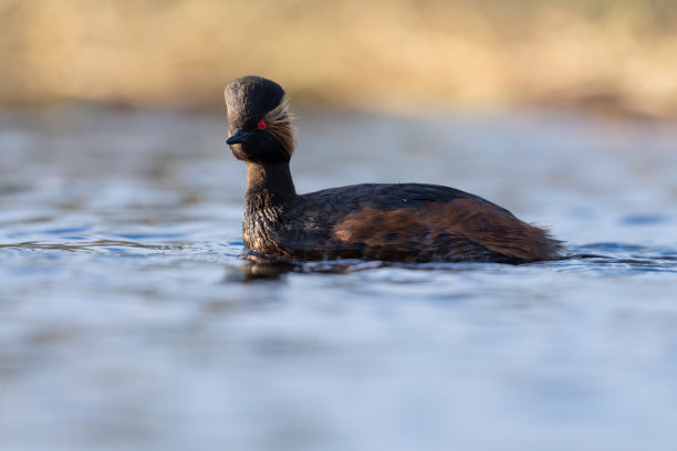 在El Taray泻湖上的黑颈海雀(Podiceps nigricollis)和它的婚礼羽毛，照片拍摄于水下图片下载