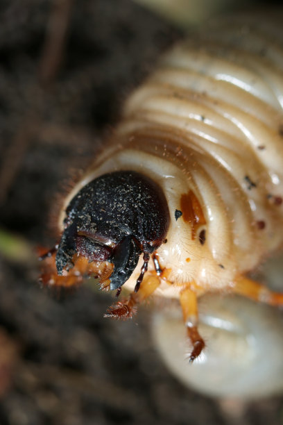 日本犀牛甲虫(Kabutomushi)幼虫(自然+闪光灯，微距特写摄影)图片下载