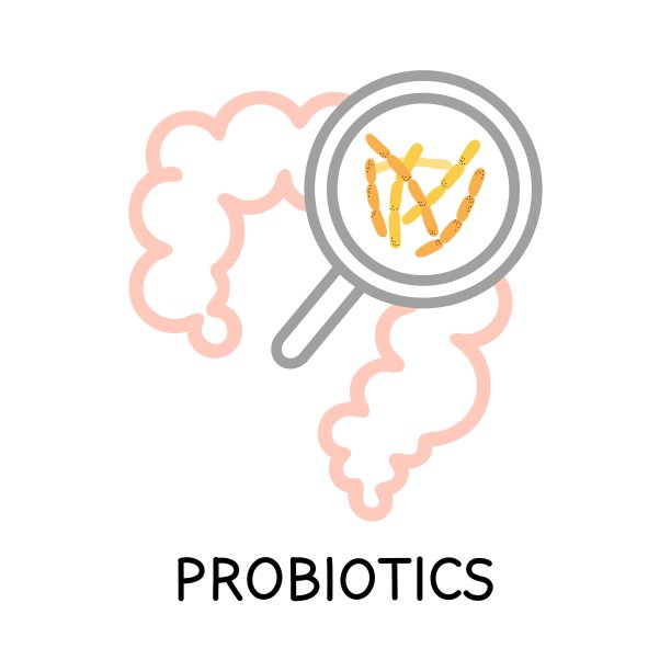 肠道和益生菌。不同颜色的微生物群和微生物群。双歧杆菌和乳酸菌，补充分离元素。胃肠健康矢量卡通平面插图图片下载