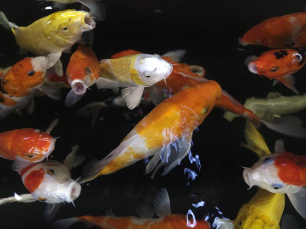 奇特锦鲤的近照，在池塘里被称为锦井或日本鲤鱼。水族馆锦鲤亚洲日本野生动物彩色景观自然清澈的水照片。图片下载