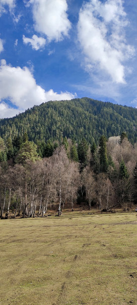 有松树林和蓝天的山的照片图片下载