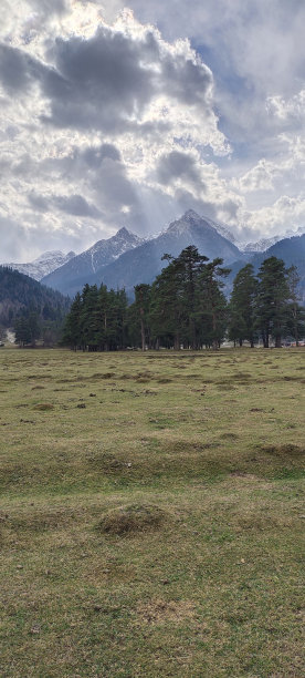有松树林的山的照片图片下载