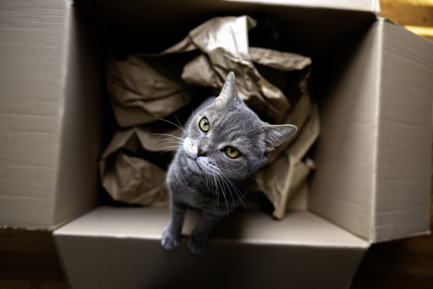 一只英国短毛猫正在纸箱里伸手图片下载