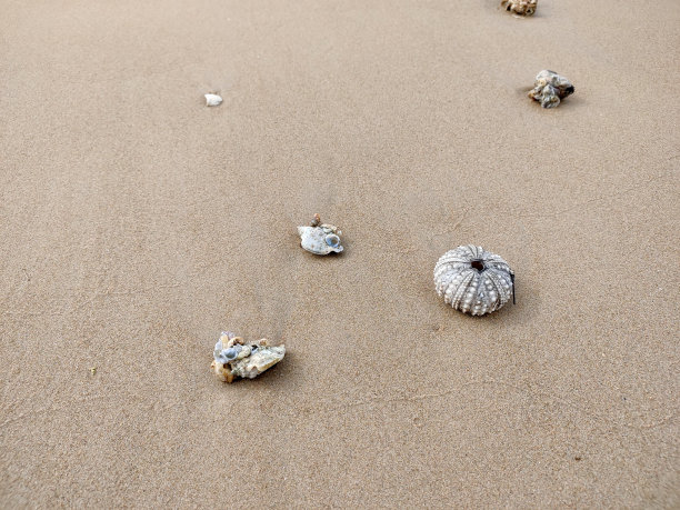 海胆壳图片下载