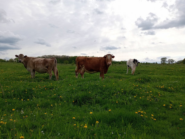 春天，牛群在宽阔的牧场上吃草。照片中的三头牛正穿过牧场，啃着草。图片下载