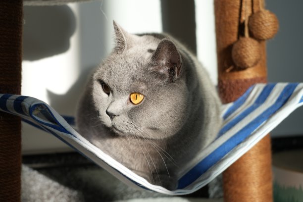 英国短毛蓝猫图片下载