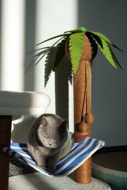 英国短毛蓝猫图片下载