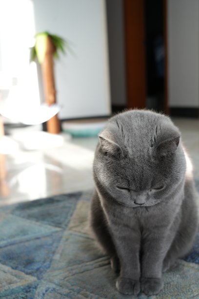 英国短毛蓝猫图片下载