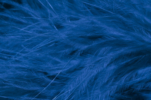 蓝色小羽毛微距照片图片下载