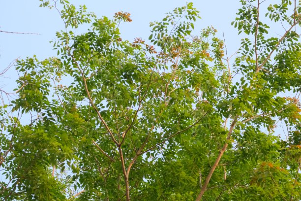 热带森林枝叶的远摄照片。图片下载