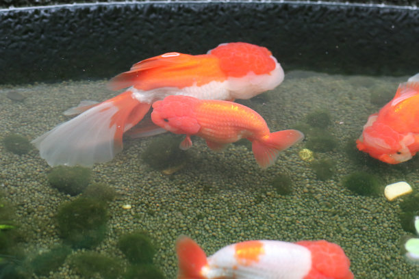 在水族鱼池里游泳的金鱼近景图片下载