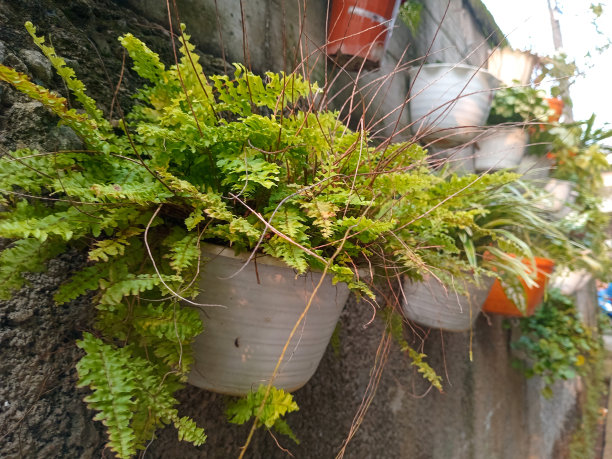 房子后面花园里美丽的花和草的照片图片下载