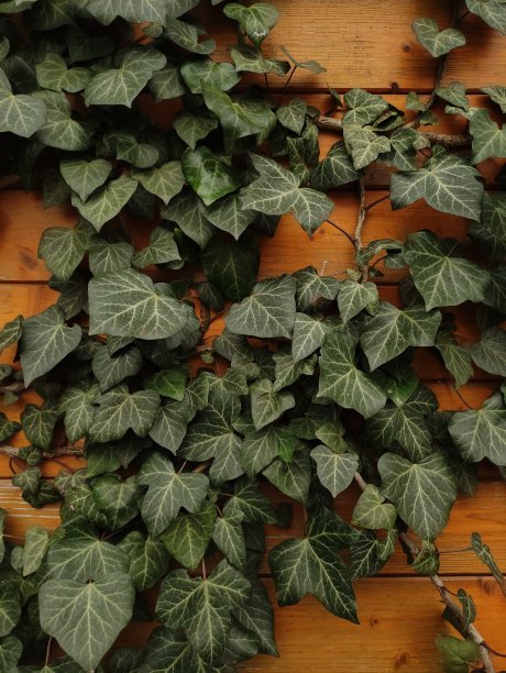植物常春藤的详细视图放置在纹理木表面，移动照片，垂直图片下载