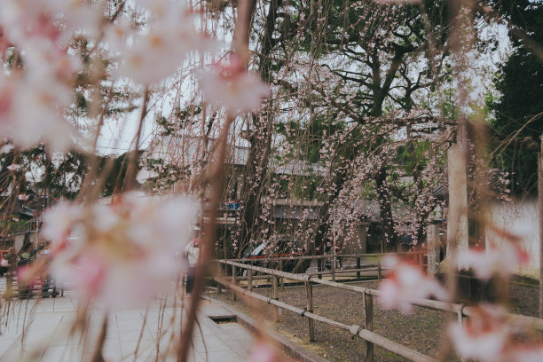 日本樱花的照片。图片下载