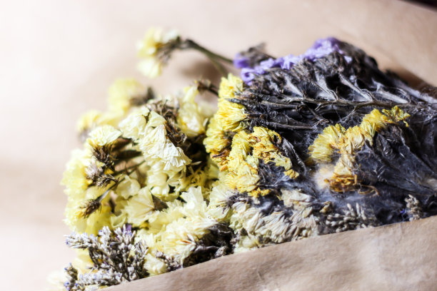 美丽的花朵，干燥的黄花，放在白色的背景上，孤立的概念。图片下载