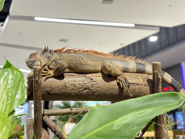 红鬣蜥图片下载