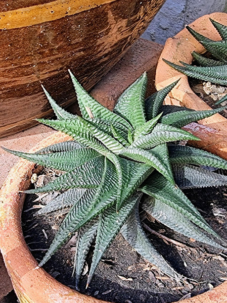 一张桌子上放着几盆植物的照片。图片下载