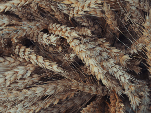 小麦小穗，一张特写照片。成熟的麦穗。图片下载