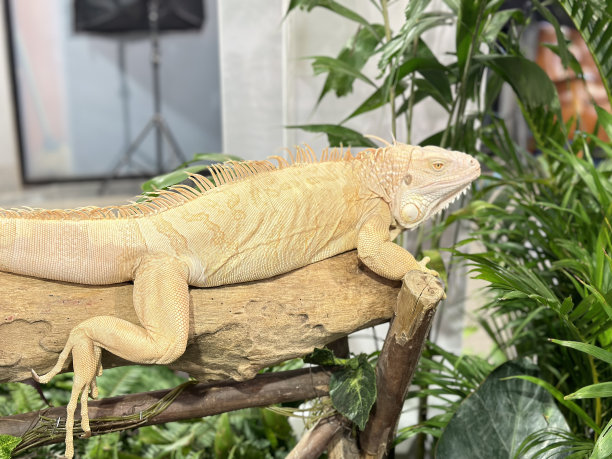 红鬣蜥图片下载